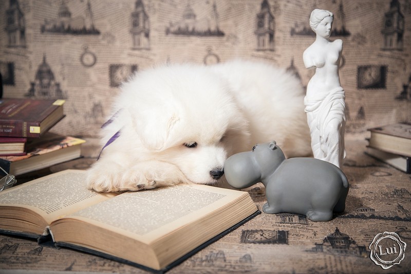 Фотографія Животные / Людмила Луи / photographers.ua