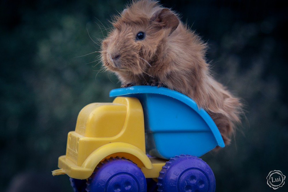 Фотографія Животные / Людмила Луи / photographers.ua