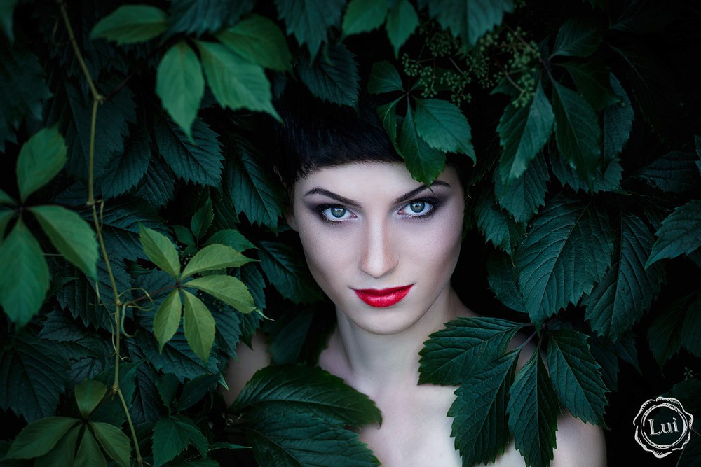 Фотографія Дикий виноград. / Людмила Луи / photographers.ua