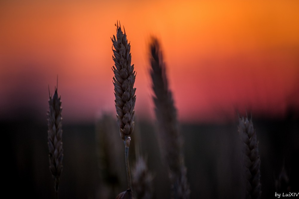 Фотографія Разное / Людмила Луи / photographers.ua