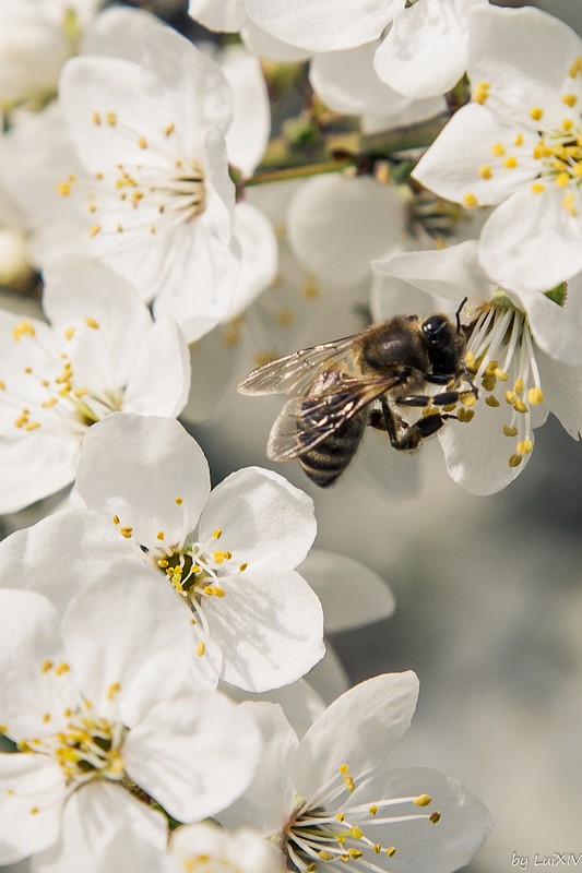 Фотографія Макро / Людмила Луи / photographers.ua