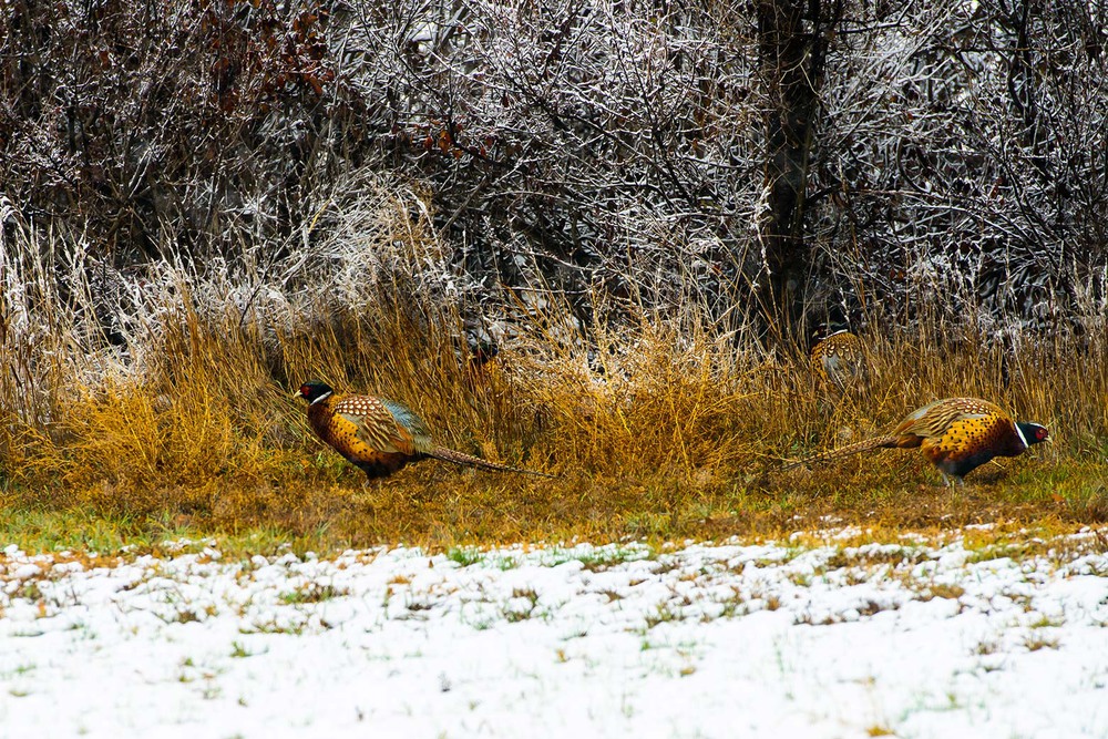 Фотографія Каждый охотник желает знать, где сидит фазан / Volodymyr Shkoropata / photographers.ua