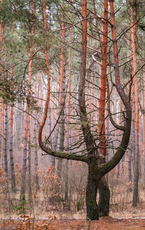 Фотографія Лес / Анна Вдовиченко / photographers.ua