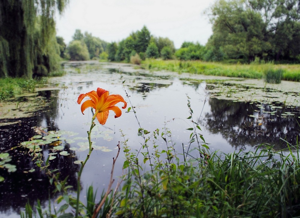 Фотографія Радомышль / Анна Вдовиченко / photographers.ua