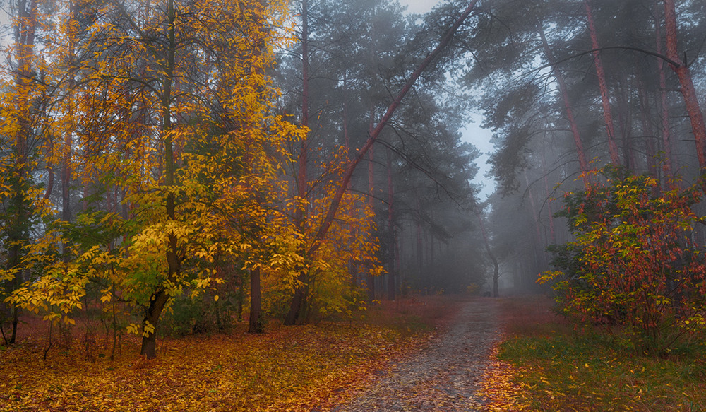Фотографія дорога в осень / Михайло Шерман / photographers.ua