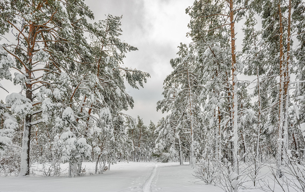 Фотографія тропинка в зиму / Михайло Шерман / photographers.ua