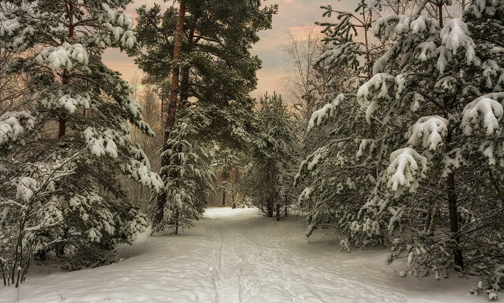 Фотографія вечір в зимовому лісі / Михайло Шерман / photographers.ua