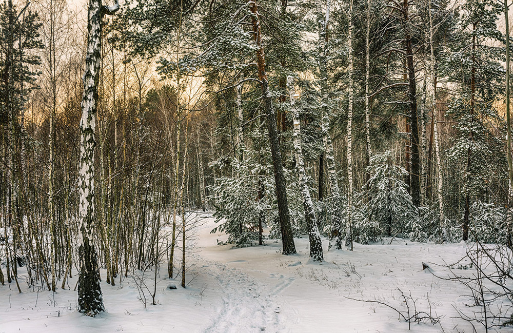 Фотографія зимние картинки / Михайло Шерман / photographers.ua