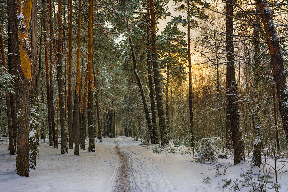 Фотографія в зимнем лесу / Михайло Шерман / photographers.ua