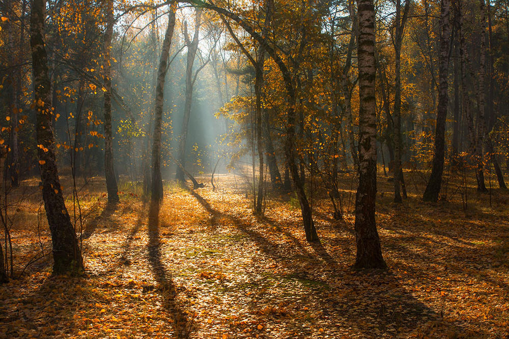Фотографія прогулки в лесу / Михайло Шерман / photographers.ua
