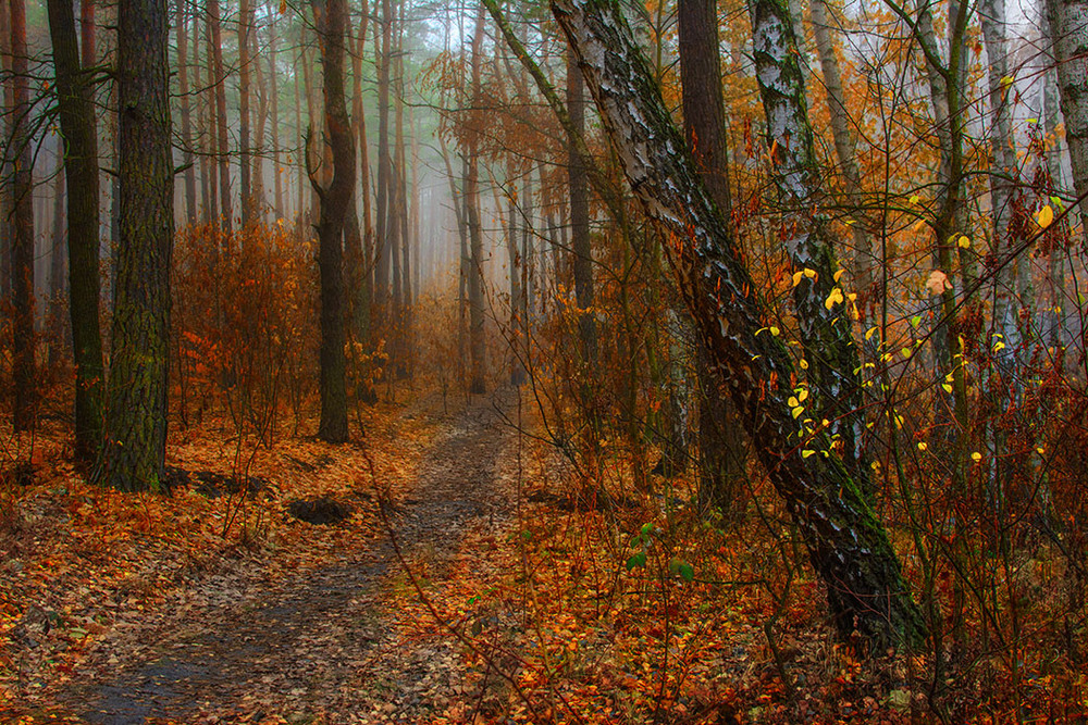 Фотографія прогулки в лесу / Михайло Шерман / photographers.ua