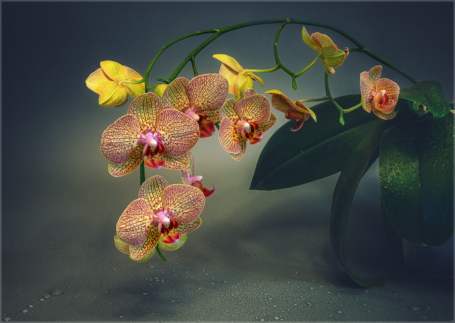 Фотографія натюрморт з орхідеями / Михайло Шерман / photographers.ua