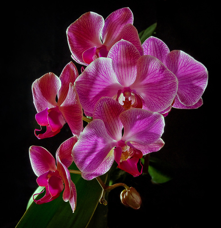 Фотографія орхидея / Михайло Шерман / photographers.ua