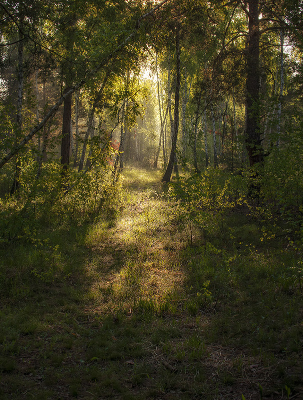 Фотографія прогулки в лесу / Михайло Шерман / photographers.ua