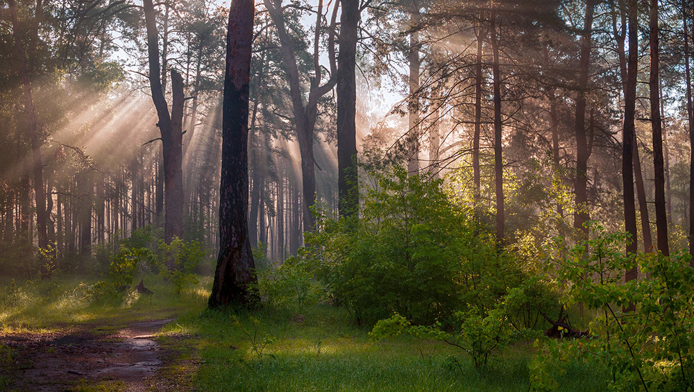 Фотографія утро в лесу / Михайло Шерман / photographers.ua