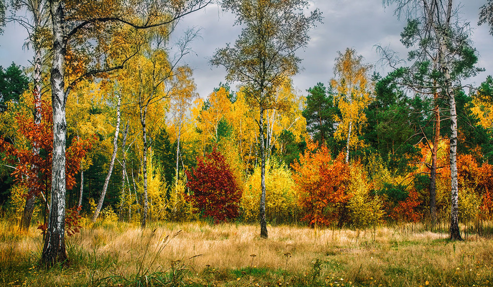 Фотографія прогулка в осень / Михайло Шерман / photographers.ua