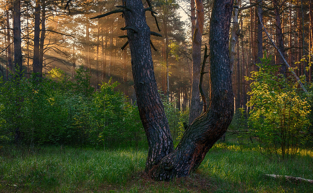 Фотографія в лесу / Михайло Шерман / photographers.ua
