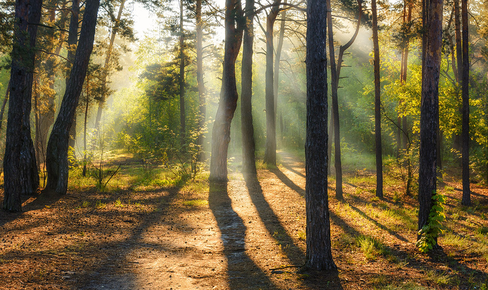 Фотографія прогулки в лесу / Михайло Шерман / photographers.ua