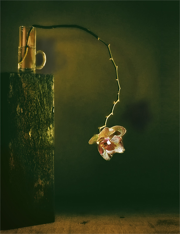 Фотографія натюрморт с цветком / Михайло Шерман / photographers.ua