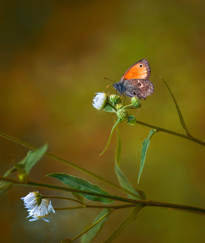 Фотографія бабочка / Михайло Шерман / photographers.ua