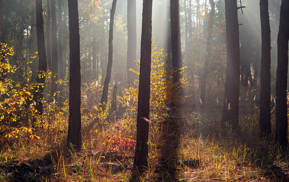 Фотографія сонячний ліс / Михайло Шерман / photographers.ua