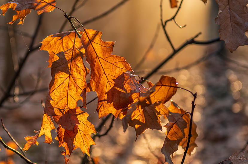 Фотографія листя / Михайло Шерман / photographers.ua