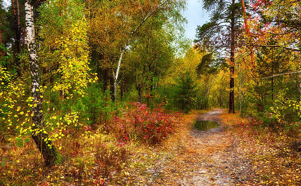 Фотографія прогулки в осеннем лесу / Михайло Шерман / photographers.ua