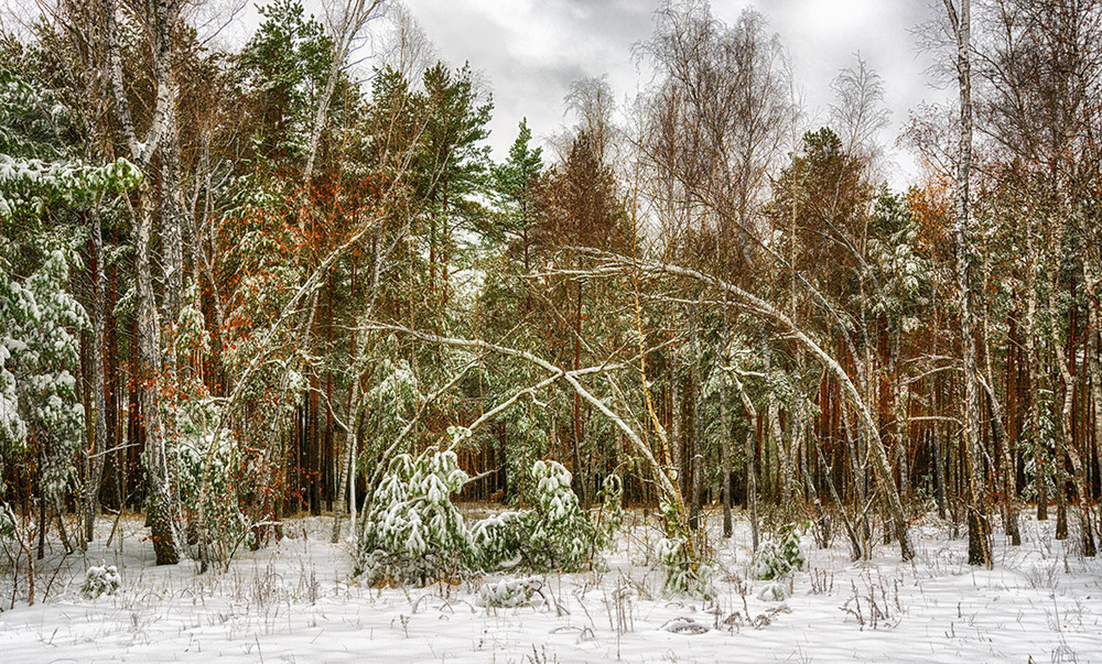 Фотографія прогулки в  лесу / Михайло Шерман / photographers.ua