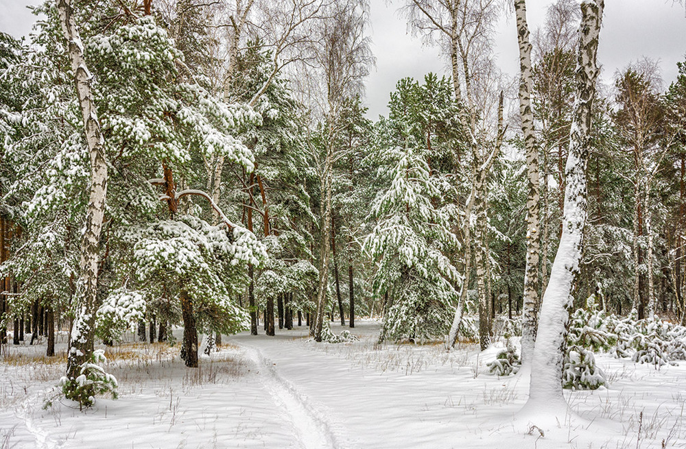 Фотографія в заснеженном лесу / Михайло Шерман / photographers.ua