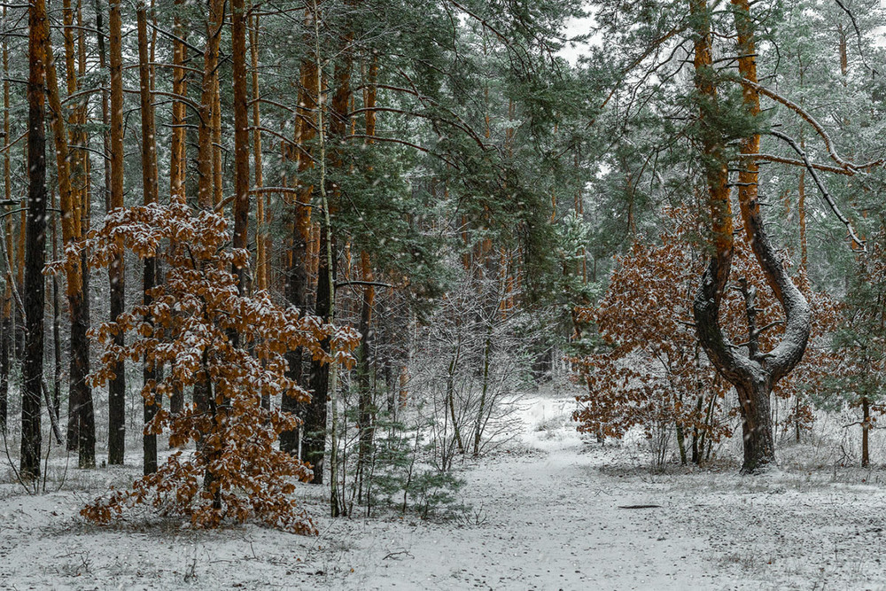 Фотографія йде сніг / Михайло Шерман / photographers.ua