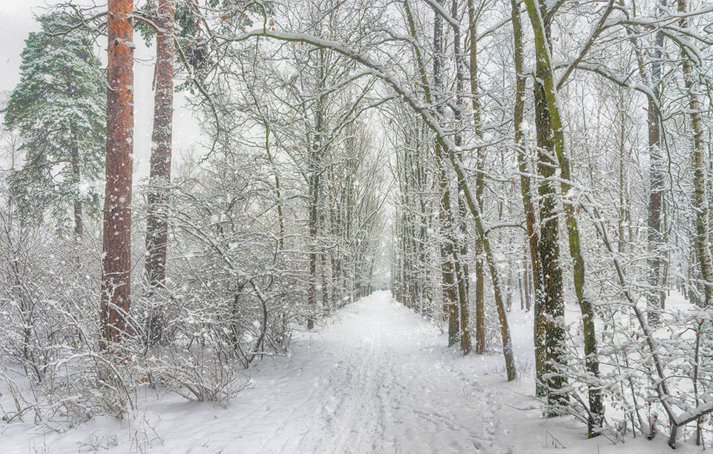 Фотографія снег идет / Михайло Шерман / photographers.ua