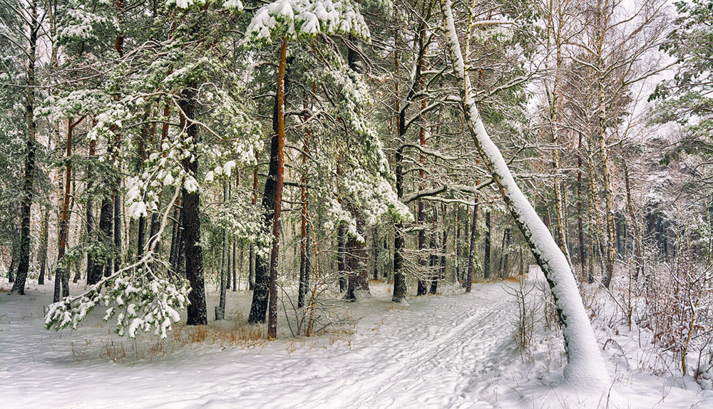 Фотографія прогулки в зимнем лесу / Михайло Шерман / photographers.ua