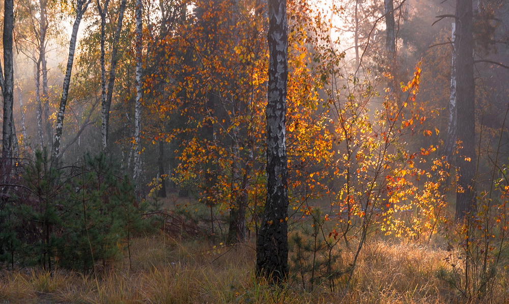 Фотография сонячна осінь / Михаил Шер / photographers.ua