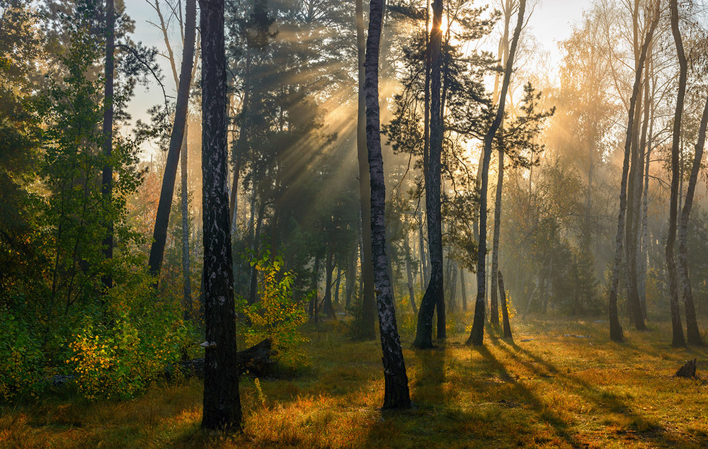 Фотографія сонячний ранок / Михайло Шерман / photographers.ua