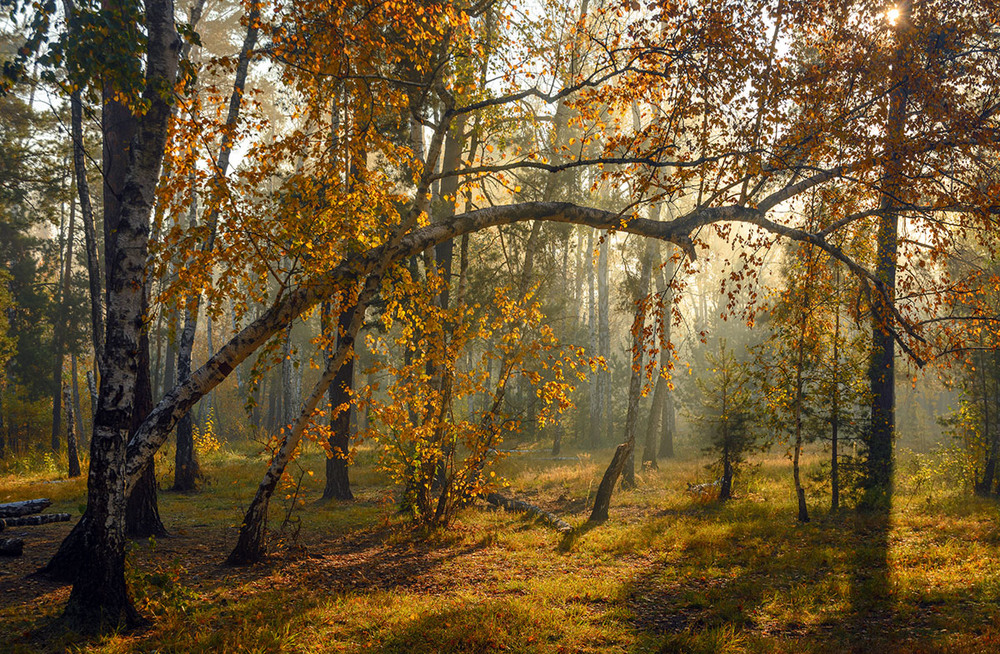 Фотографія золота осінь / Михайло Шерман / photographers.ua