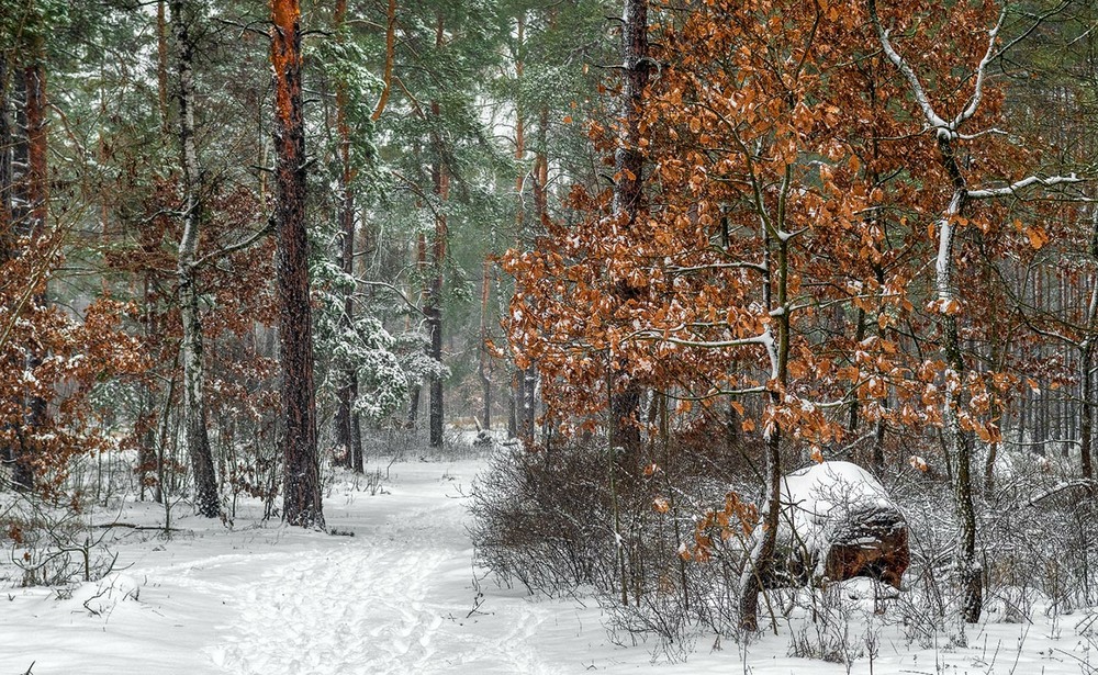 Фотографія прогулянка лісом / Михайло Шерман / photographers.ua