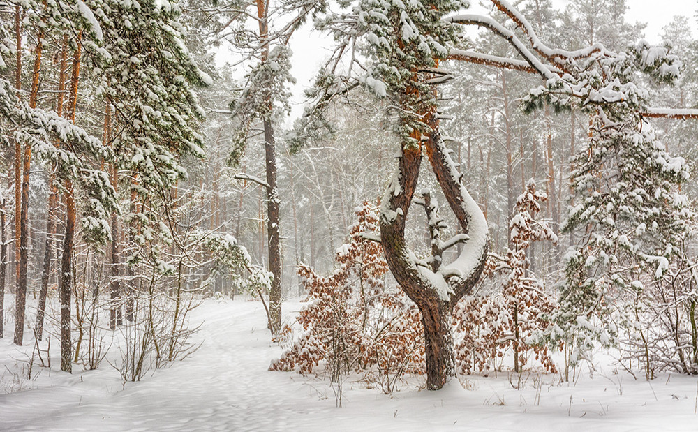 Фотографія прогулки в зимнем лесу / Михайло Шерман / photographers.ua