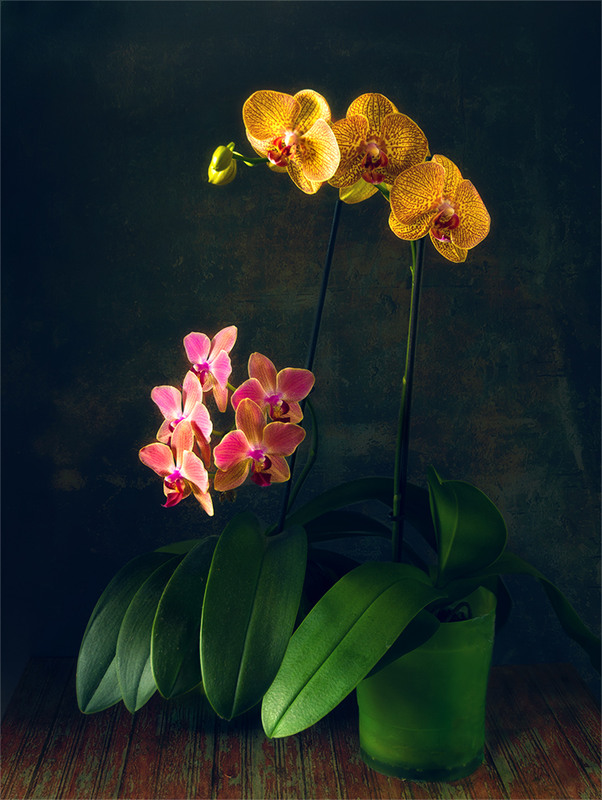 Фотографія орхидеи / Михайло Шерман / photographers.ua