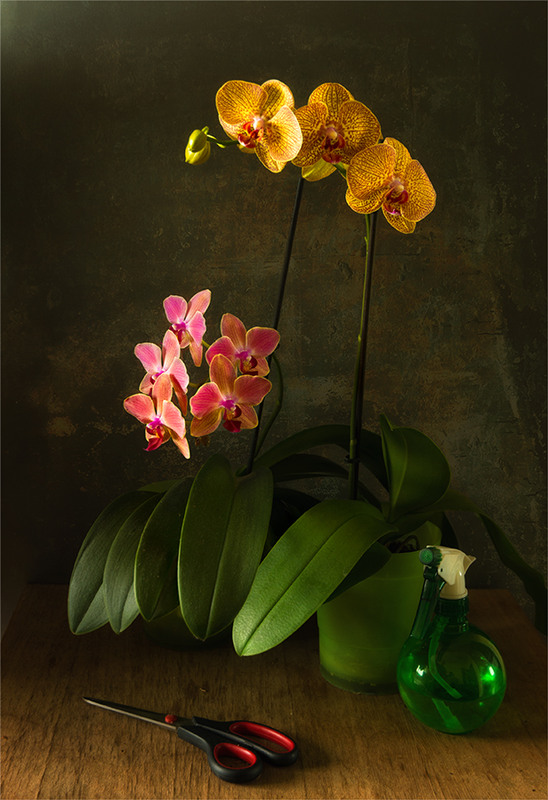 Фотографія натюрморт с орхидеями / Михайло Шерман / photographers.ua