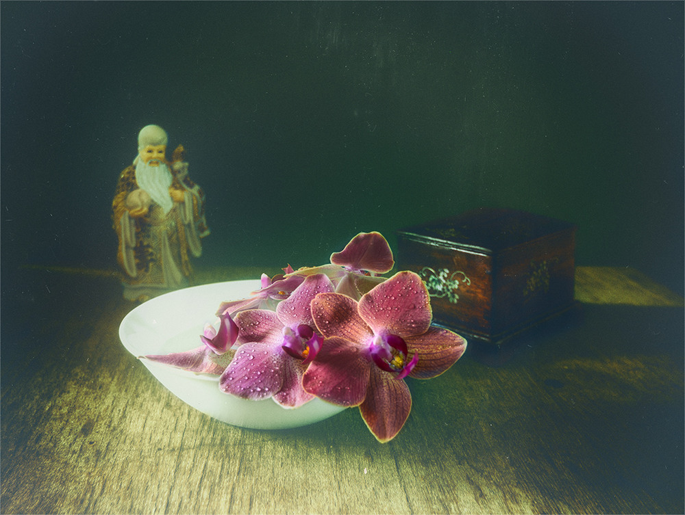 Фотографія с цветами орхидеи / Михайло Шерман / photographers.ua