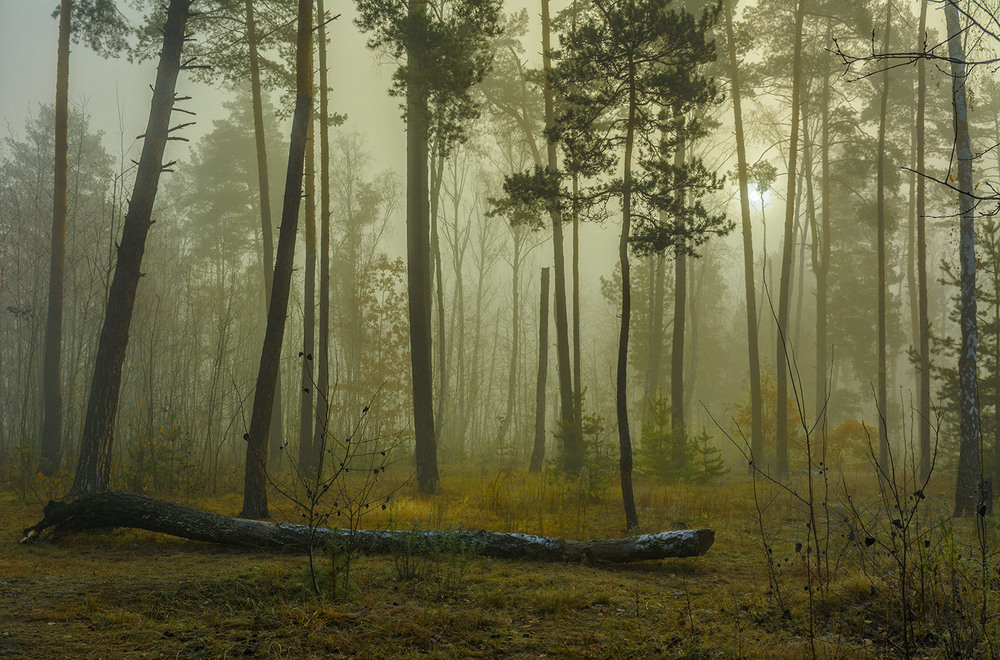 Фотографія осінні тумани / Михайло Шерман / photographers.ua