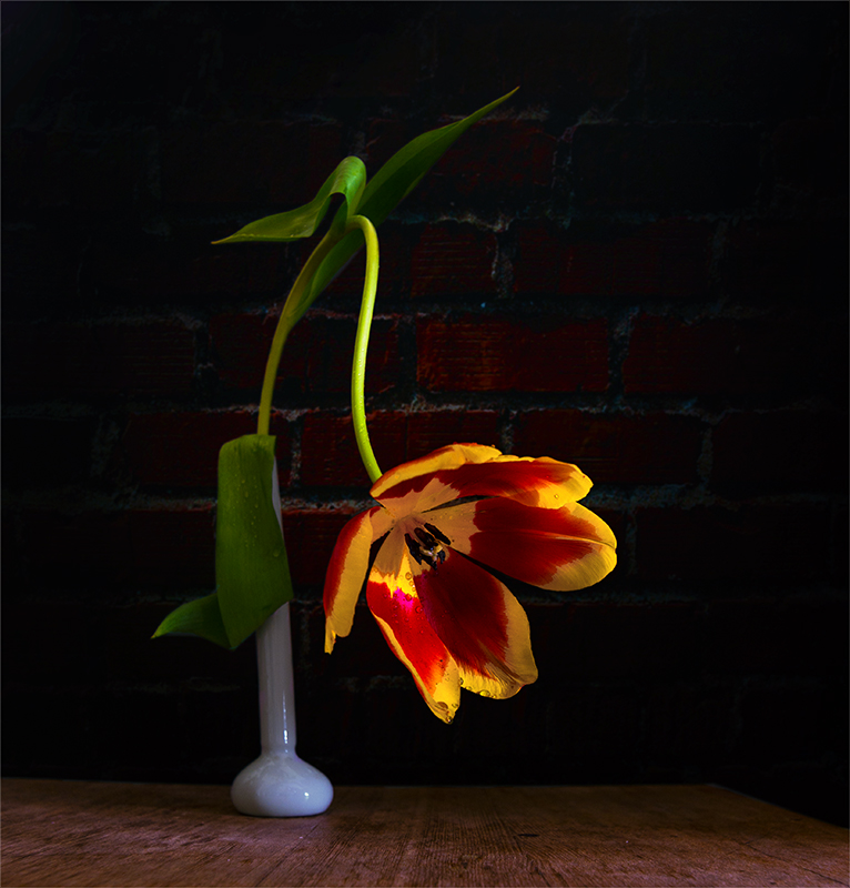 Фотографія натюрморт с тюльпаном / Михайло Шерман / photographers.ua