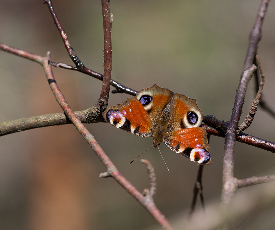 Фотографія про бабочек / Михайло Шерман / photographers.ua
