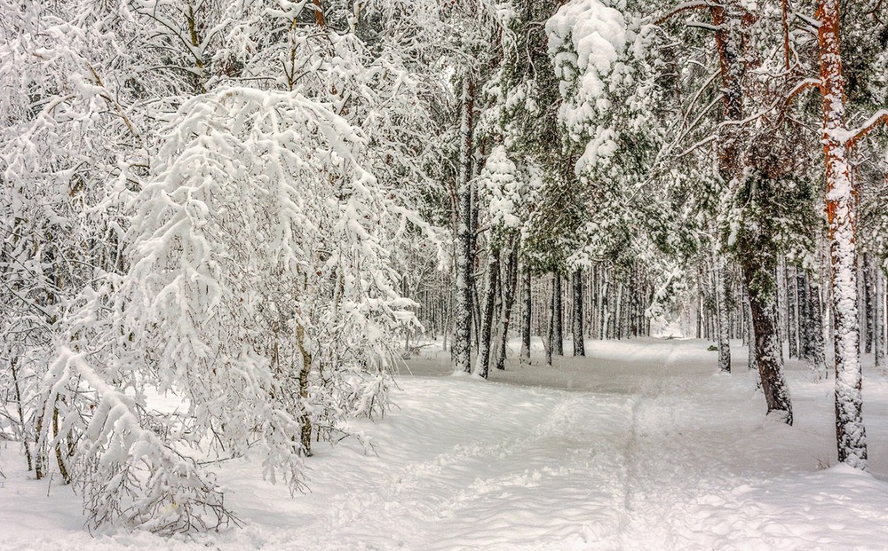 Фотографія зимові картинки / Михайло Шерман / photographers.ua
