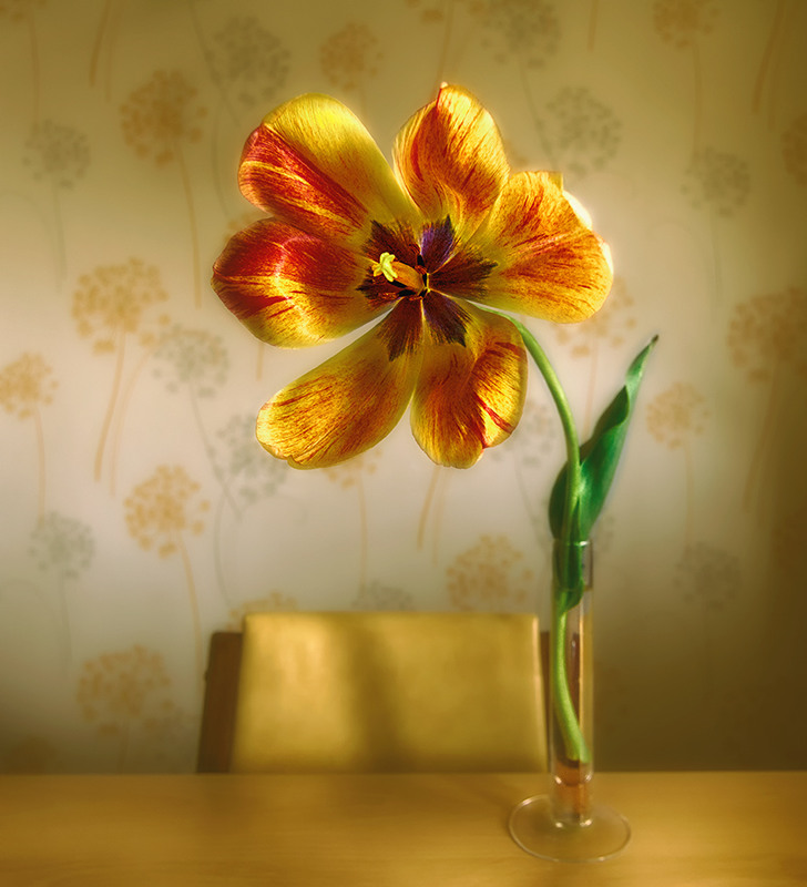 Фотографія натюрморт с тюльпаном / Михайло Шерман / photographers.ua