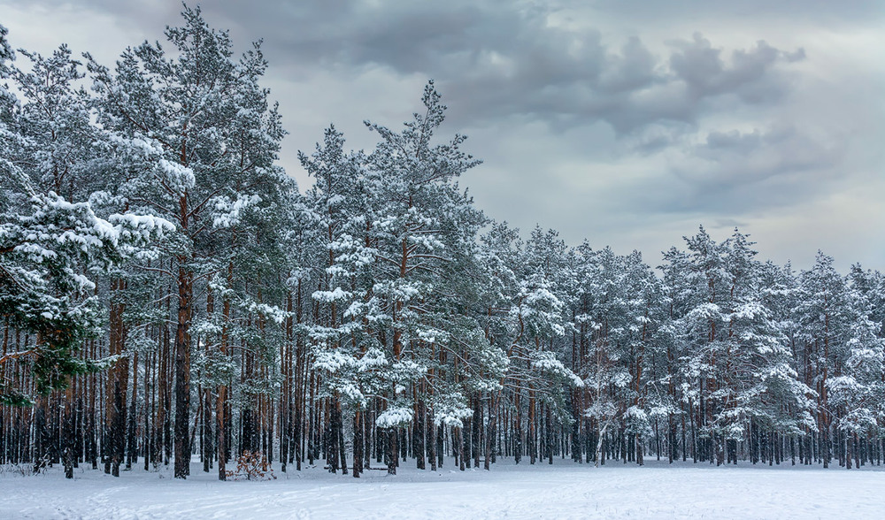 Фотографія засніжений ліс / Михайло Шерман / photographers.ua
