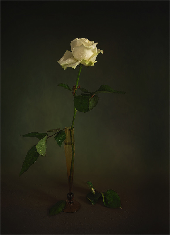 Фотографія натюрморт з квіткою / Михайло Шерман / photographers.ua