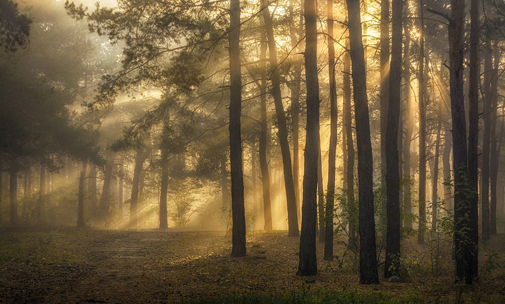 Фотографія утро в лесу / Михайло Шерман / photographers.ua