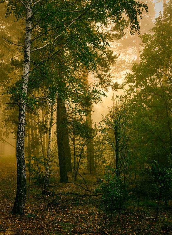 Фотографія в лесу / Михайло Шерман / photographers.ua