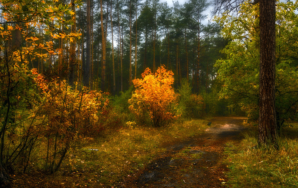 Фотографія прогулка в лесу / Михайло Шерман / photographers.ua